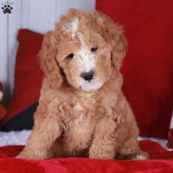 COLBY, Mini Golden Mountain Doodle Puppy